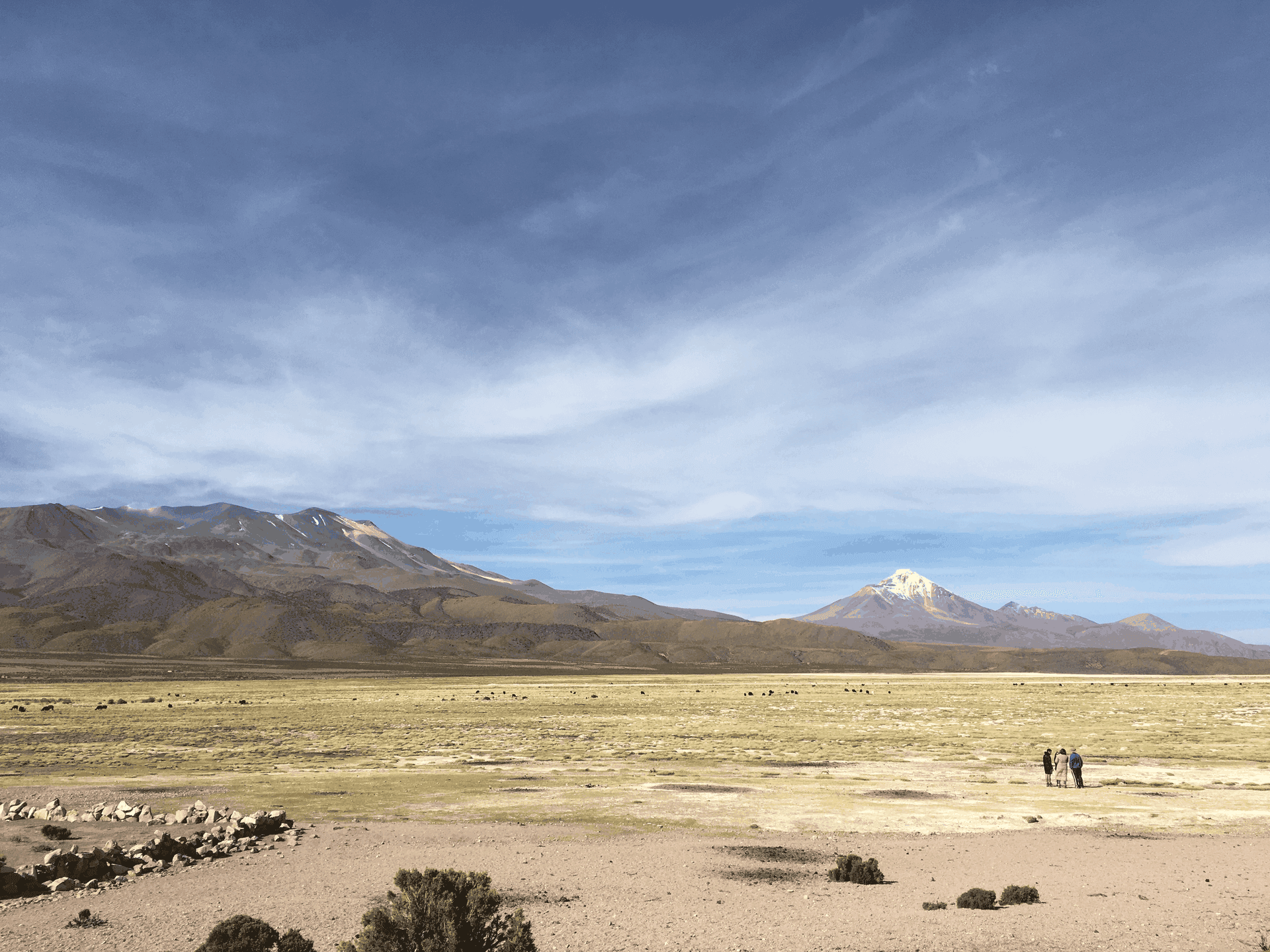 Biotandina: la vida de los Andes