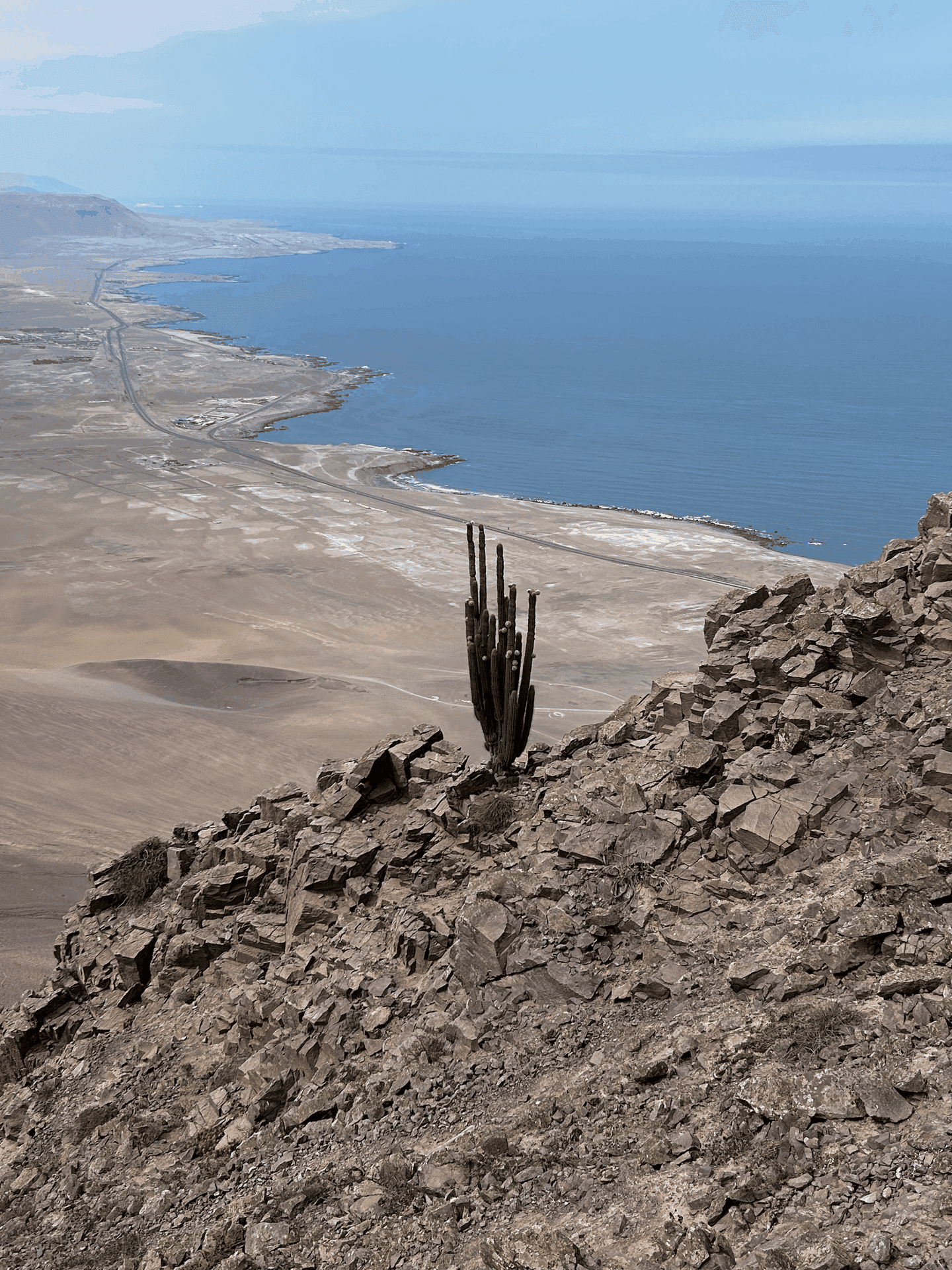 Flor del desierto / Eulychnia