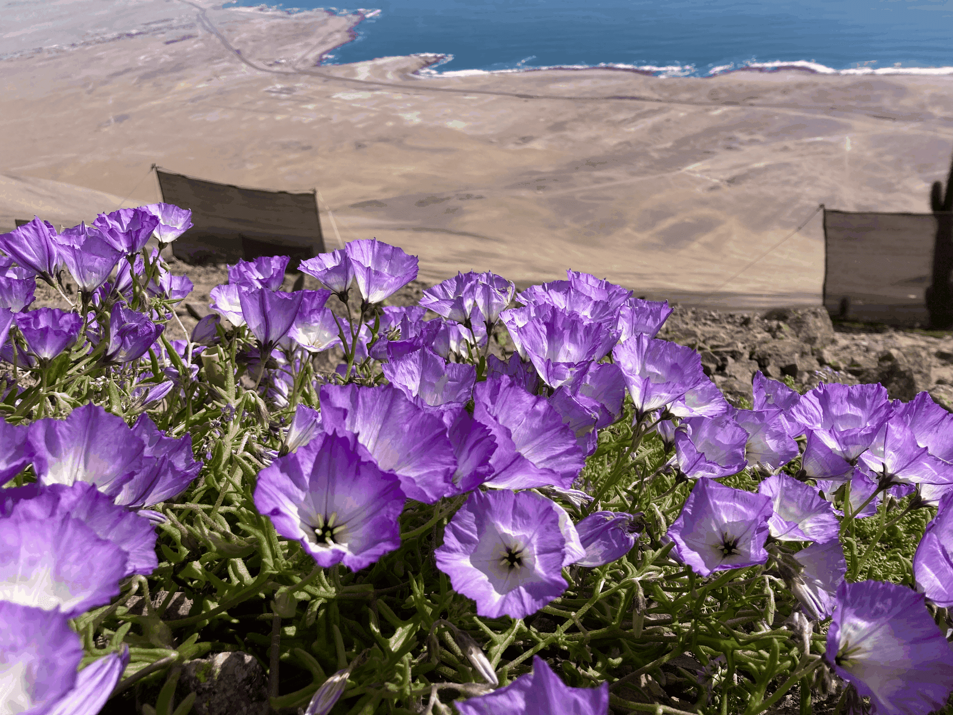 Flor del desierto / Eulychnia
