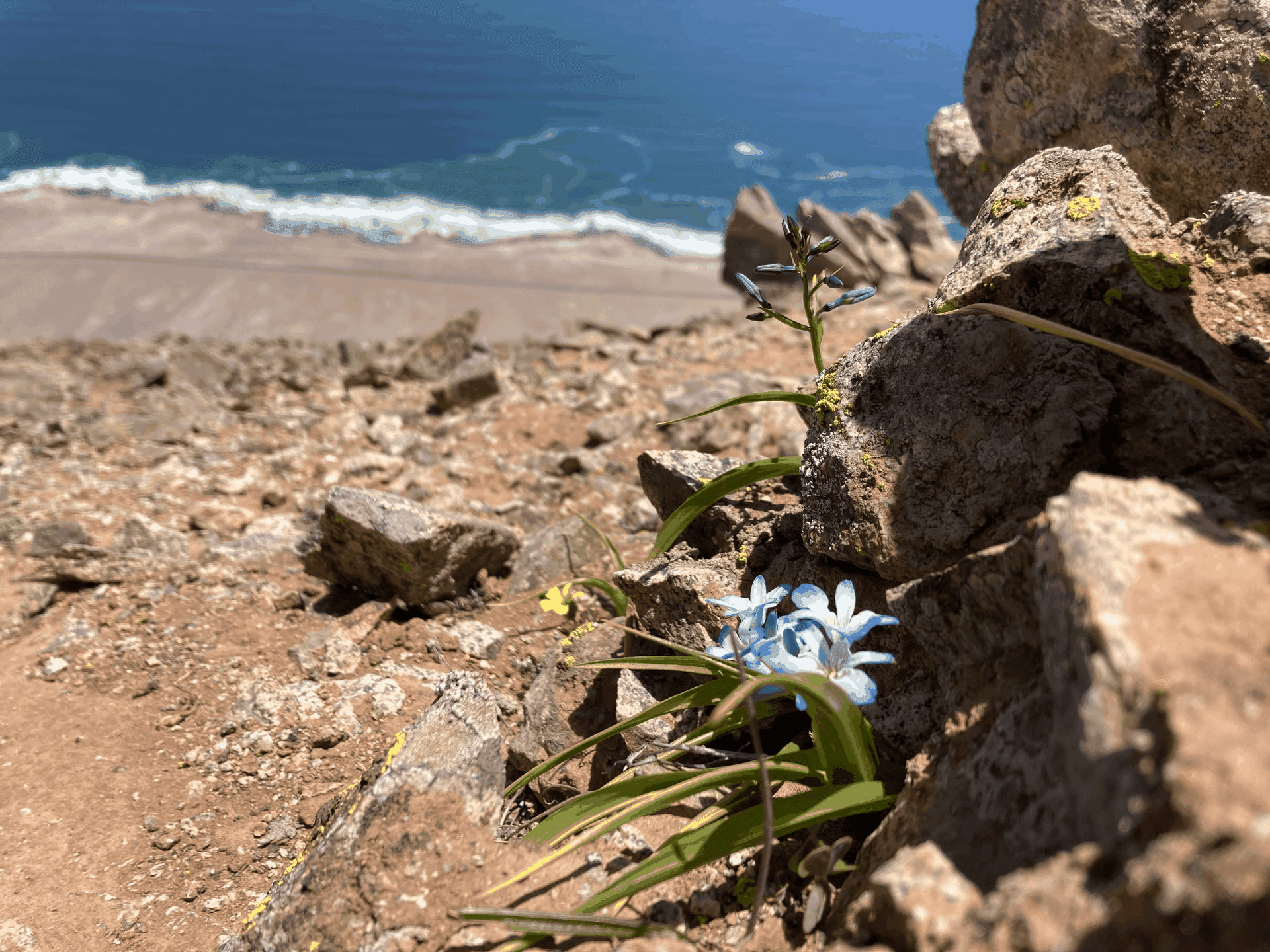 Flor en el desierto